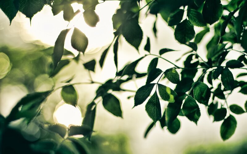 Green Leaves in Sunlight — Serene, Morning, Photograph, Branches, Bokeh, White