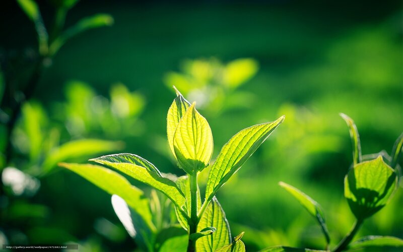 Green Leaves in Sunlight — Serene, Morning, Photograph, Plant