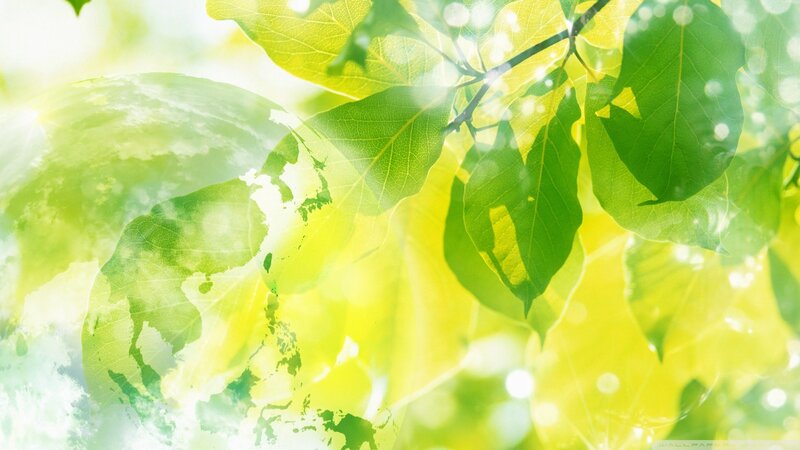 Green Leaves in Sunlight — Serene, Morning, Photograph, Tree
