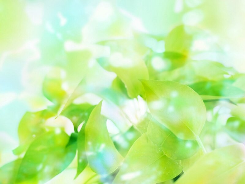 Green Leaves in Sunlight — Serene, Morning