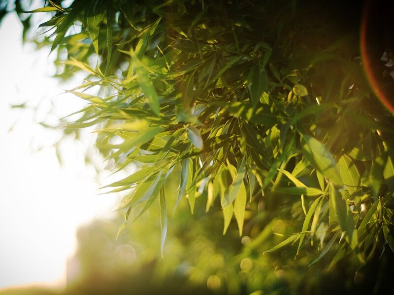 Green Leaves in Sunlight — Serene, Sunset, Photograph