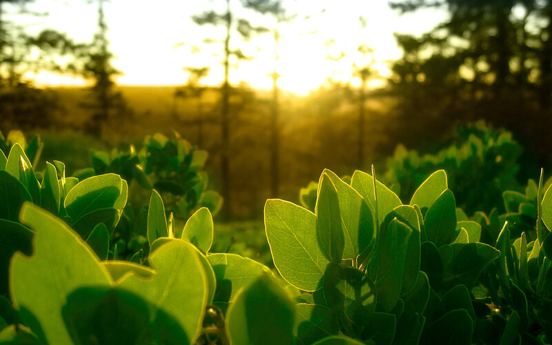 Green Leaves in Sunlight — Serene, Sunset, Photograph, Trees