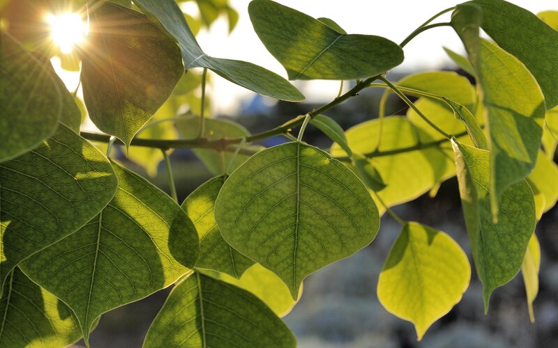 Green Leaves in Sunlight — Serene, Sunset