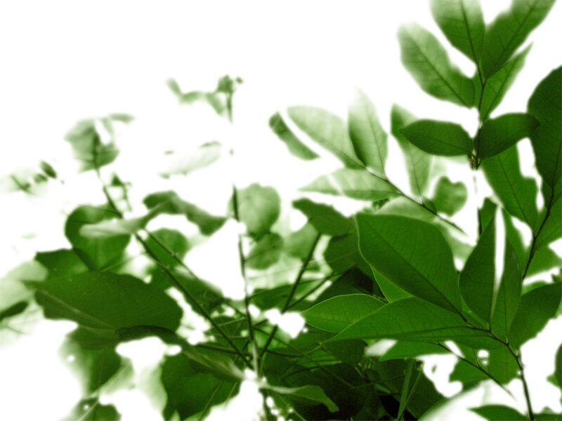 Green Leaves in Sunlight — Serene