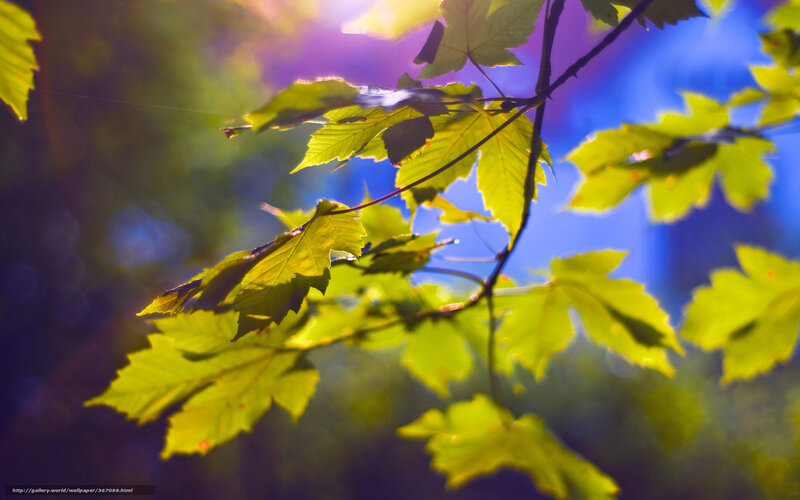Green Leaves in Sunlight — Yellow