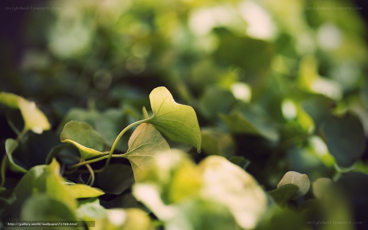 green leaves in sunlight