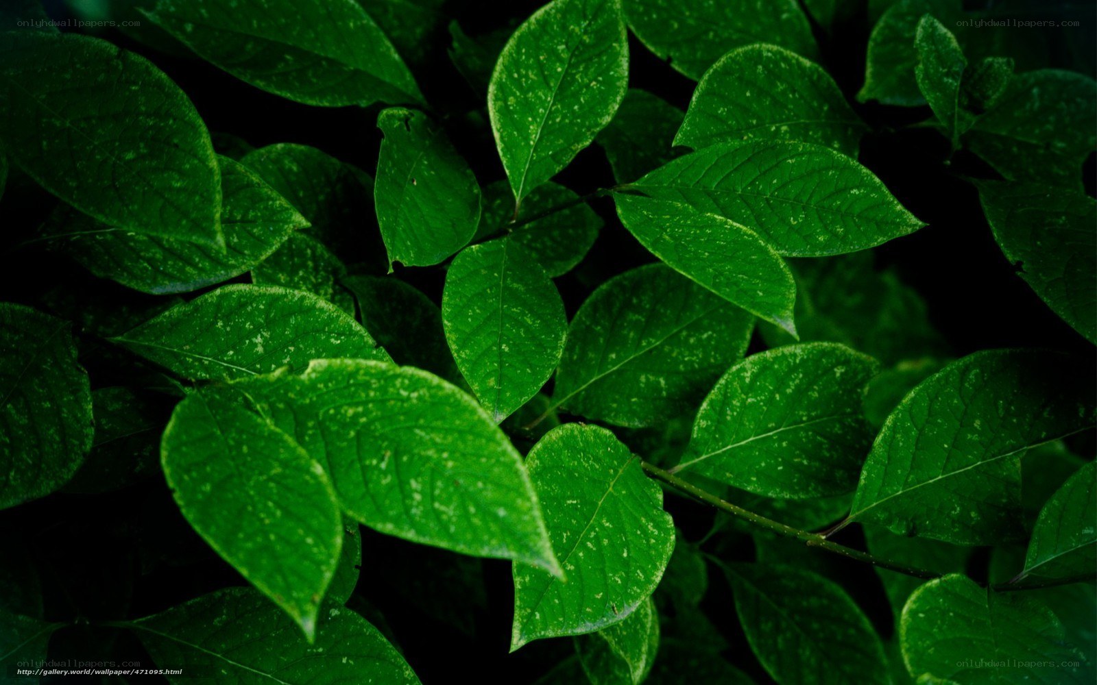green leaves in the dark