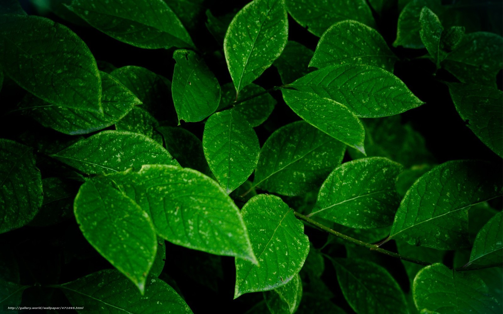 green leaves in the dark