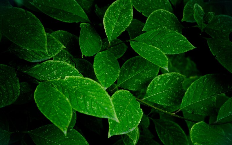 green leaves in the shade