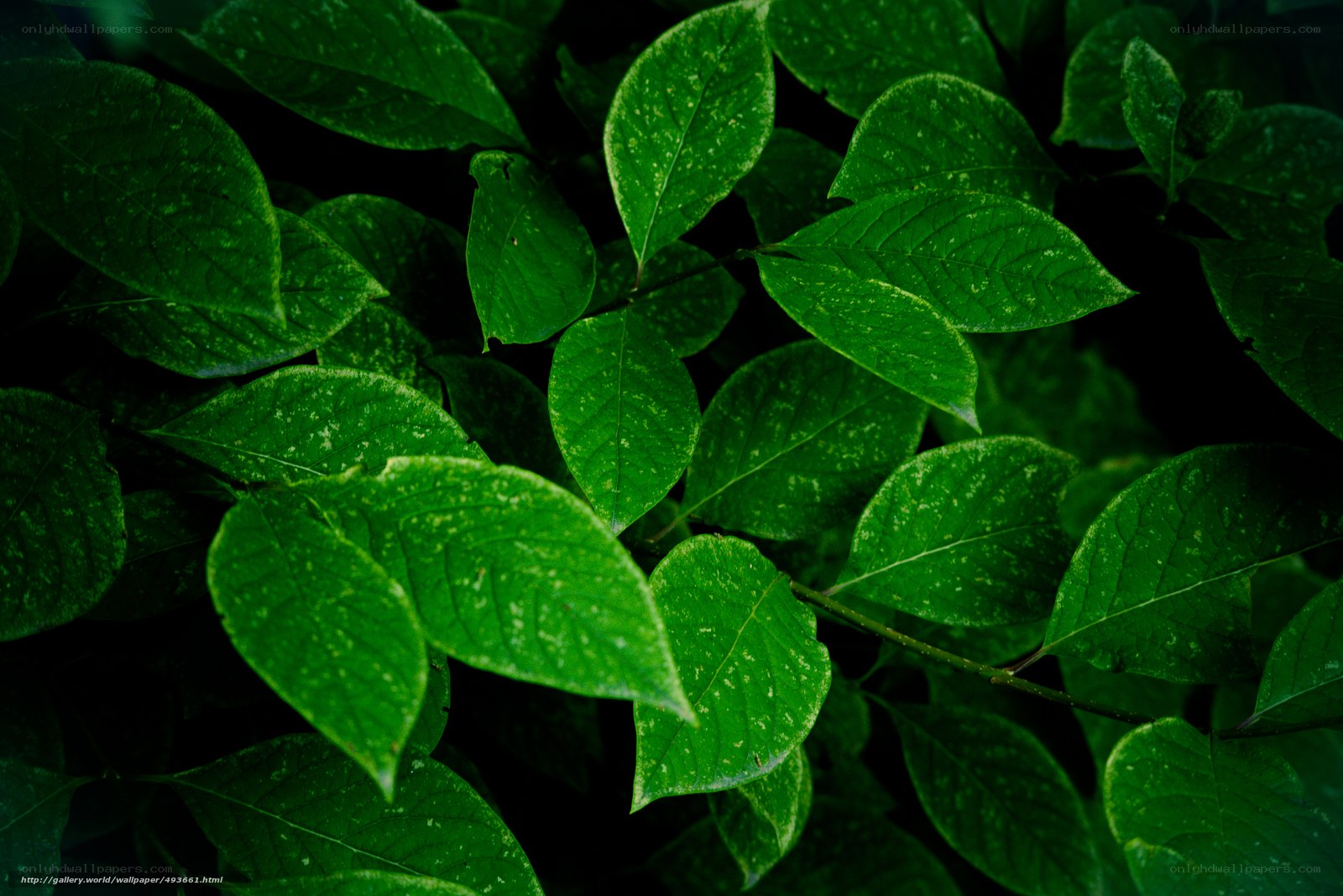 Green leaves in the shade
