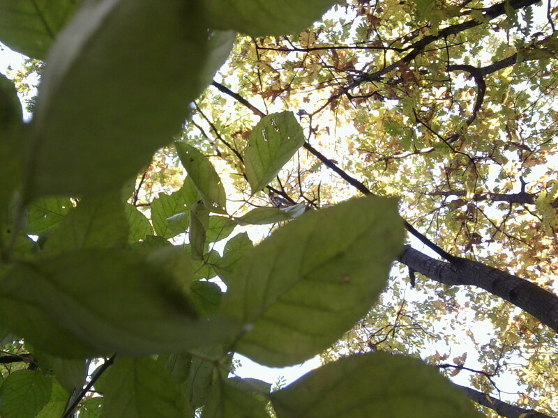 Green Leaves in Tree