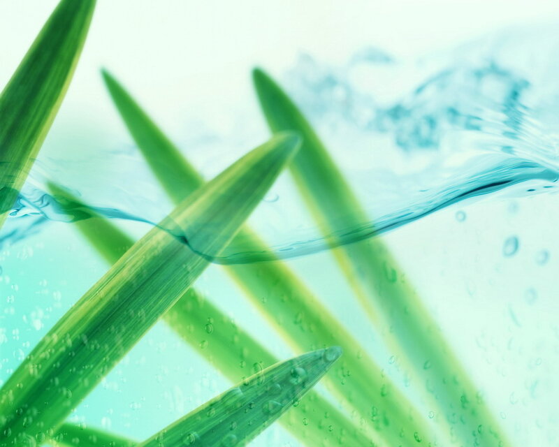 Green leaves in water