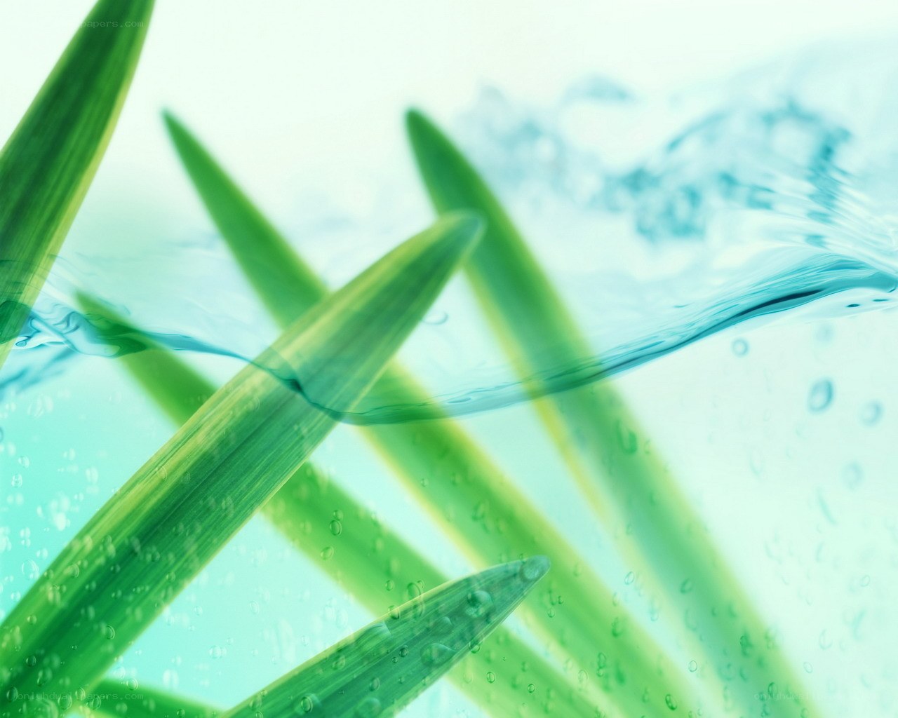 Green leaves in water