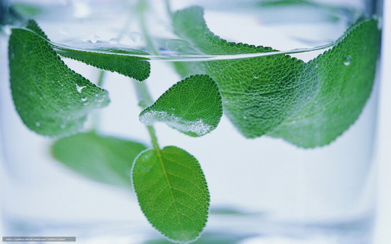 green leaves in water