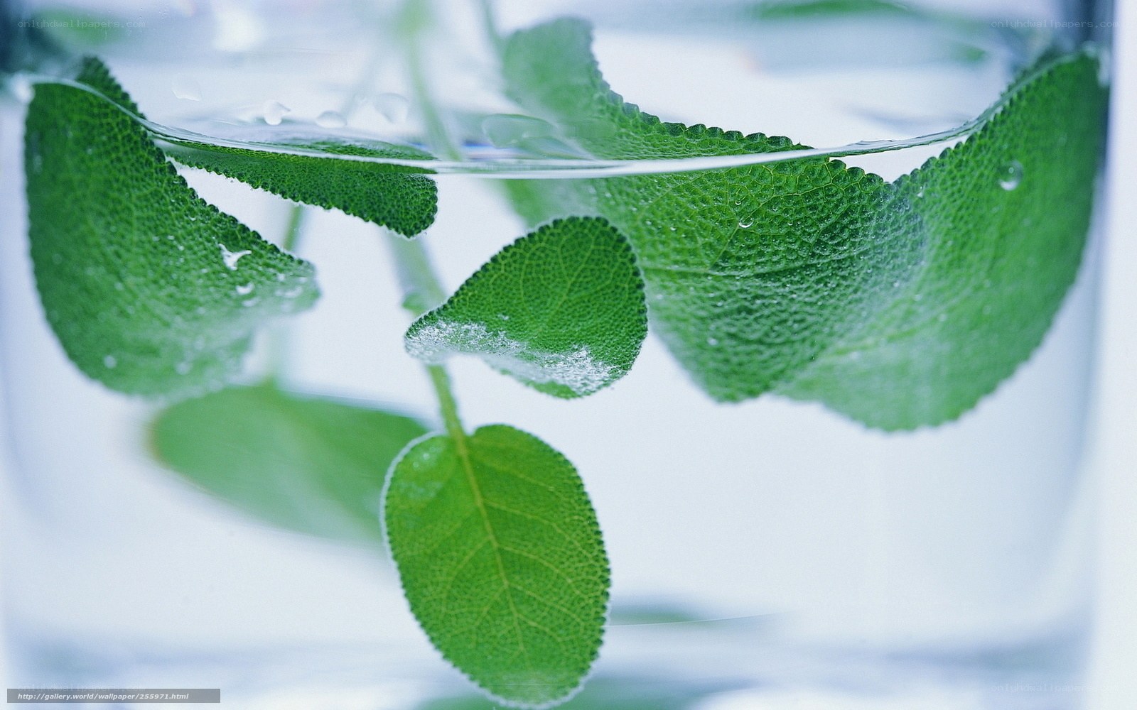 green leaves in water