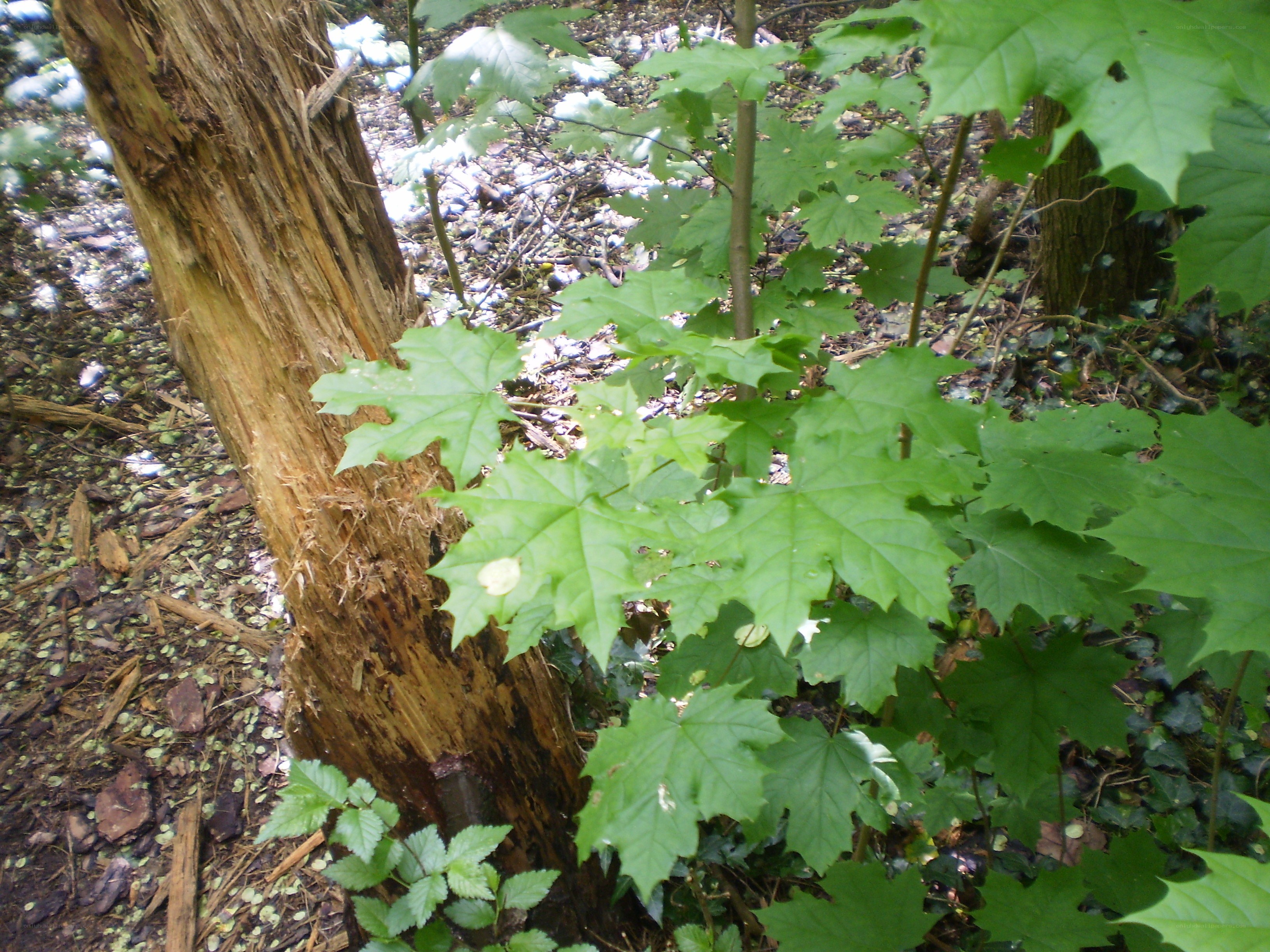 green leaves near tree trunk