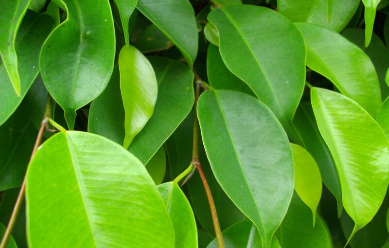 green leaves of a plant