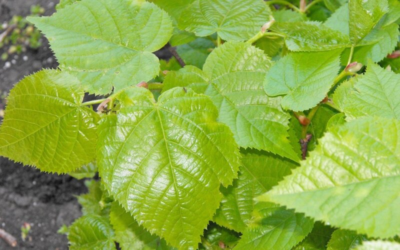 green leaves of a plant