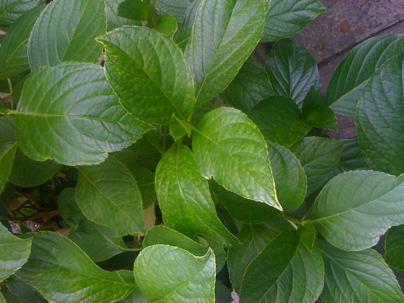 green leaves of a plant