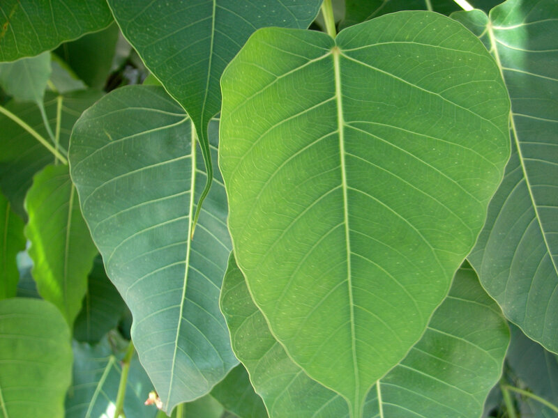 green leaves of a tree