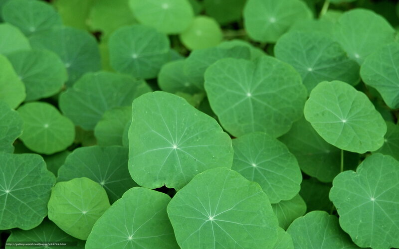 green leaves of nasturtium