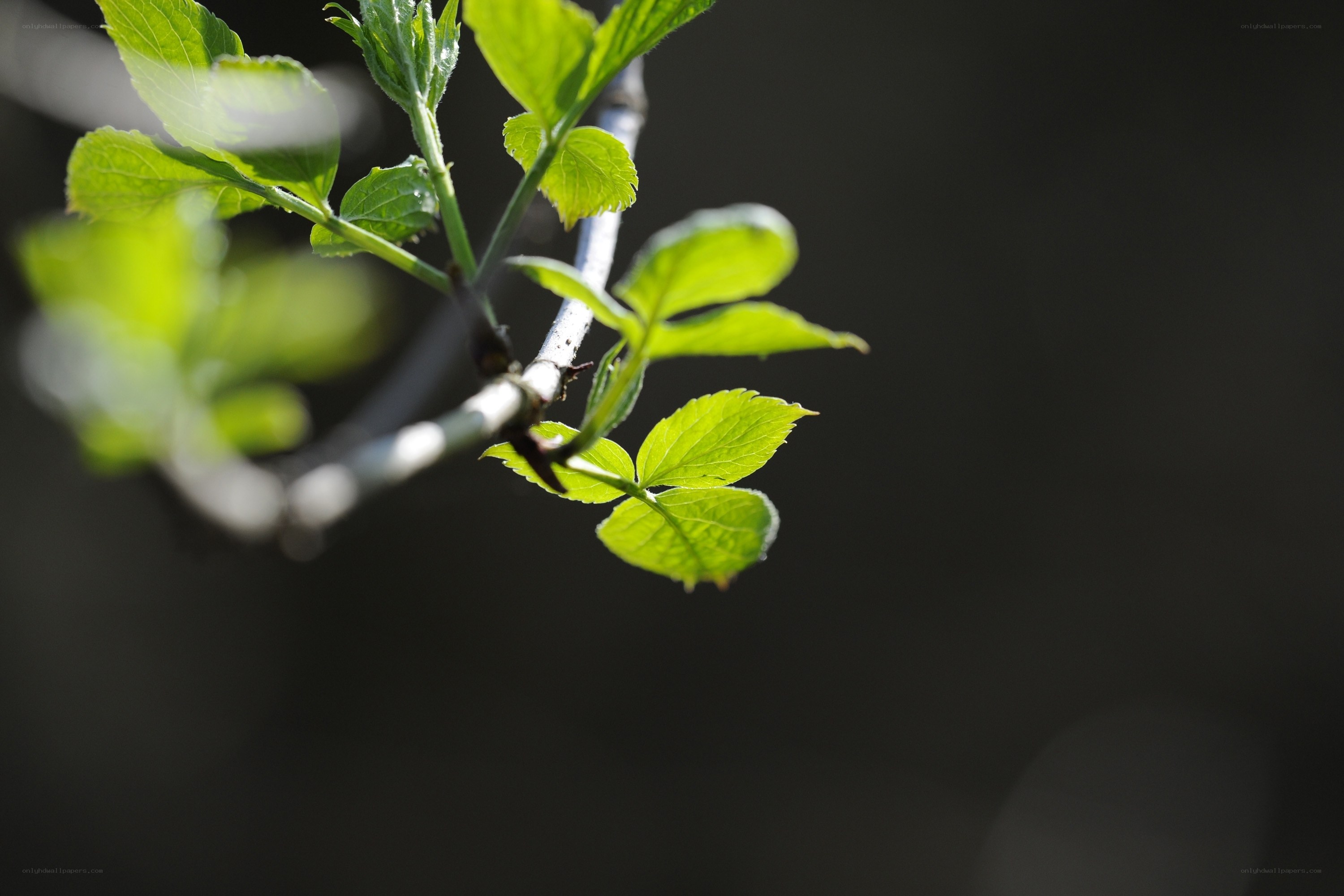 green leaves on a branch