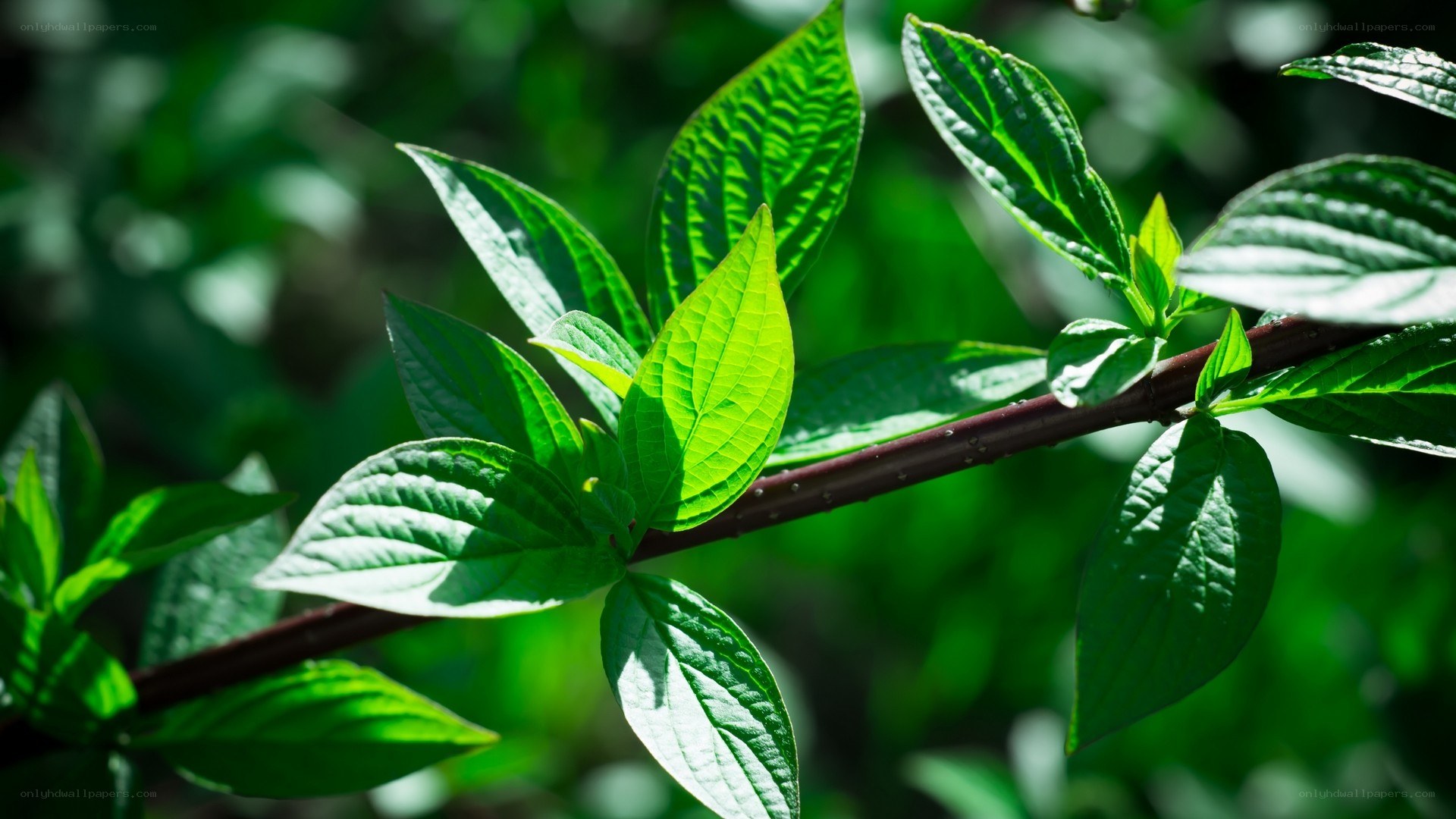 green leaves on a branch