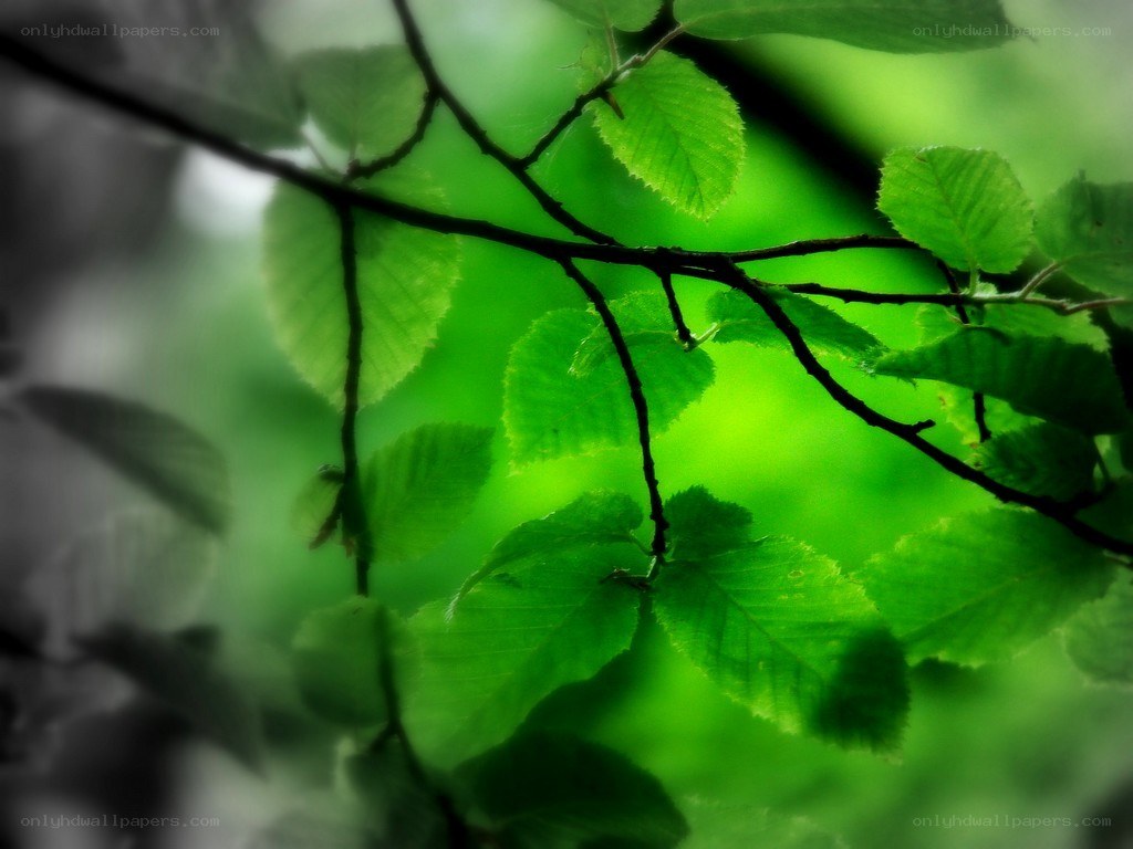 green leaves on a branch