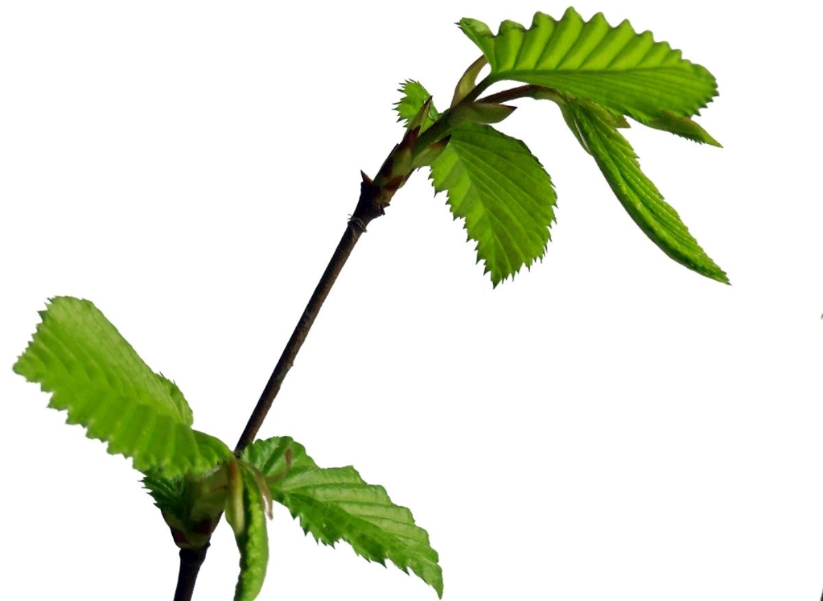 green leaves on a branch