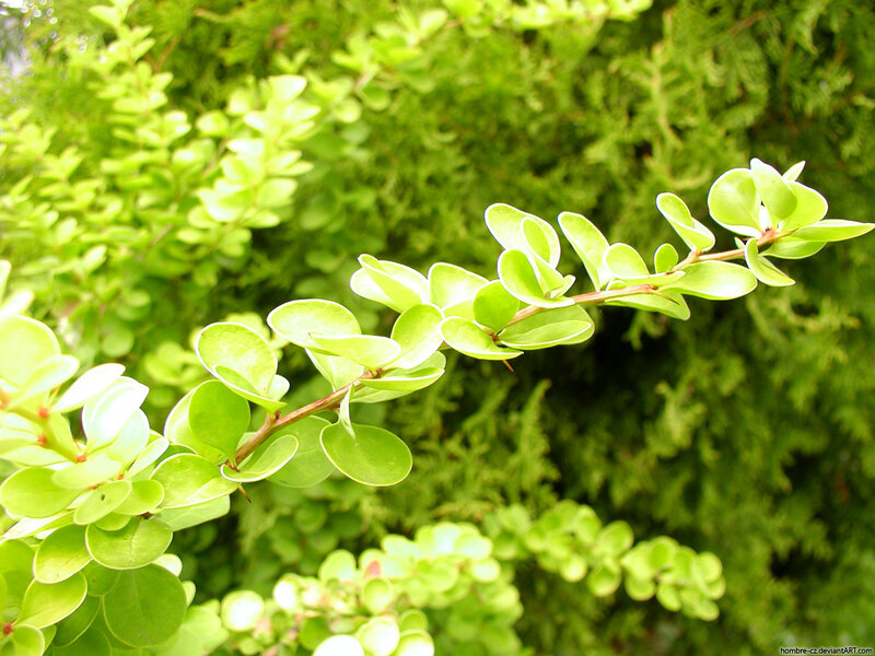 green leaves on a branch