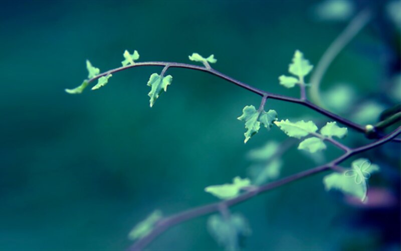 green leaves on a branch