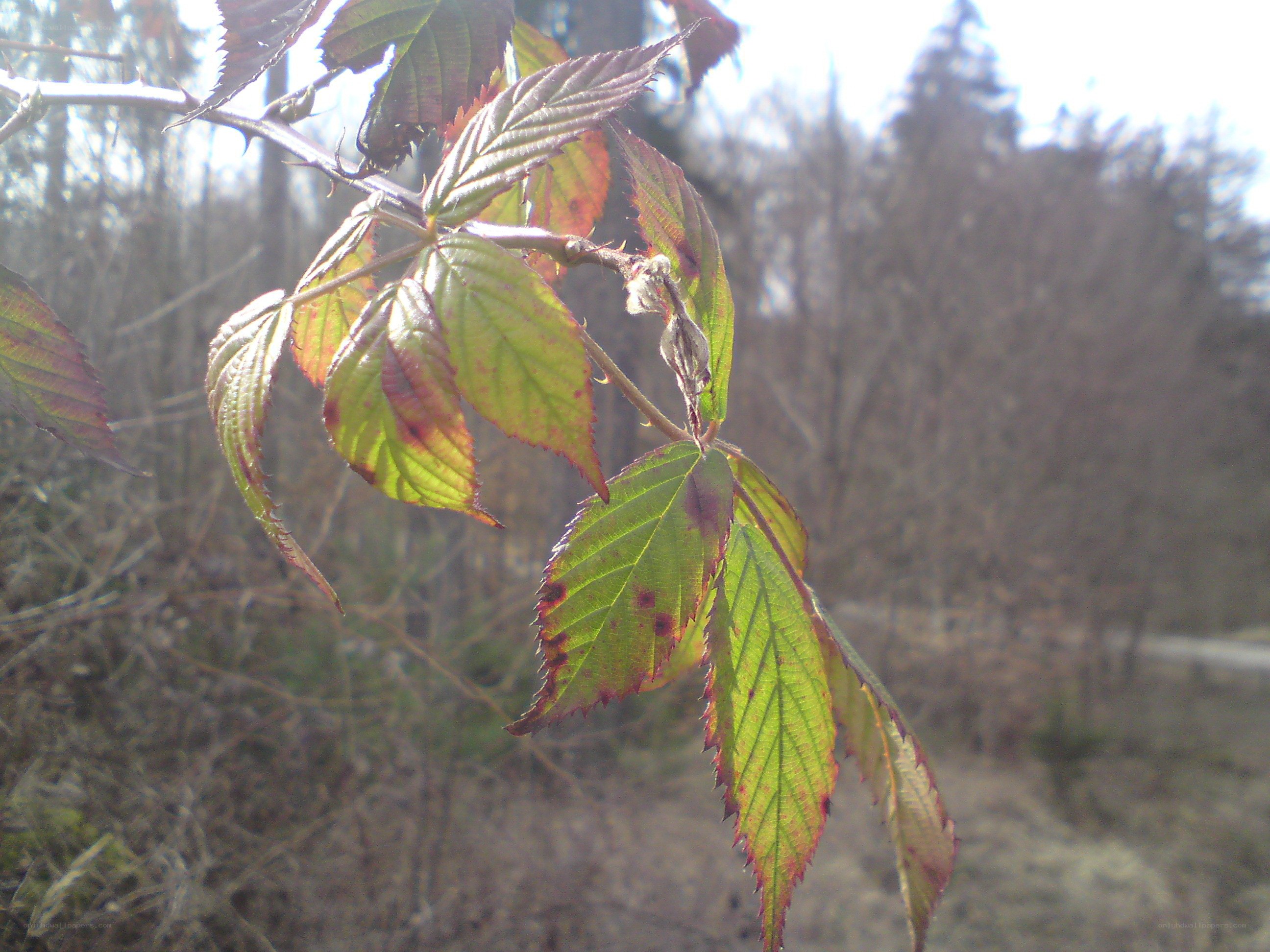 green leaves on a branch