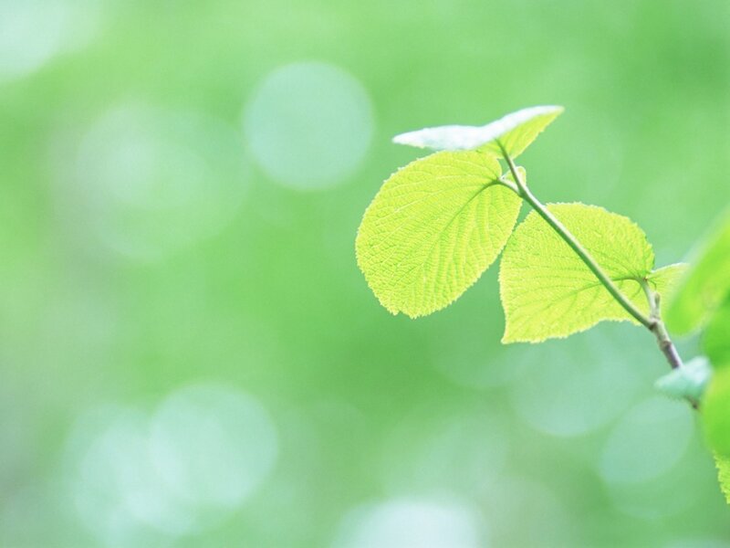 green leaves on a branch