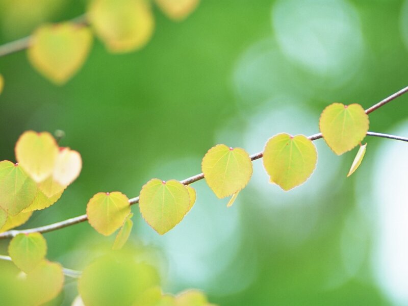 green leaves on a branch
