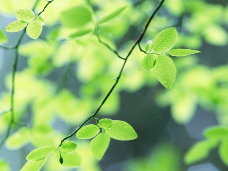 green leaves on a branch