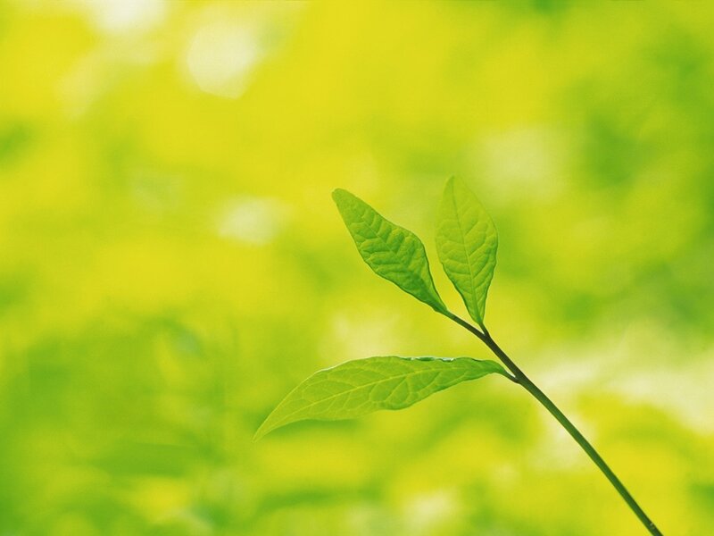 green leaves on a branch