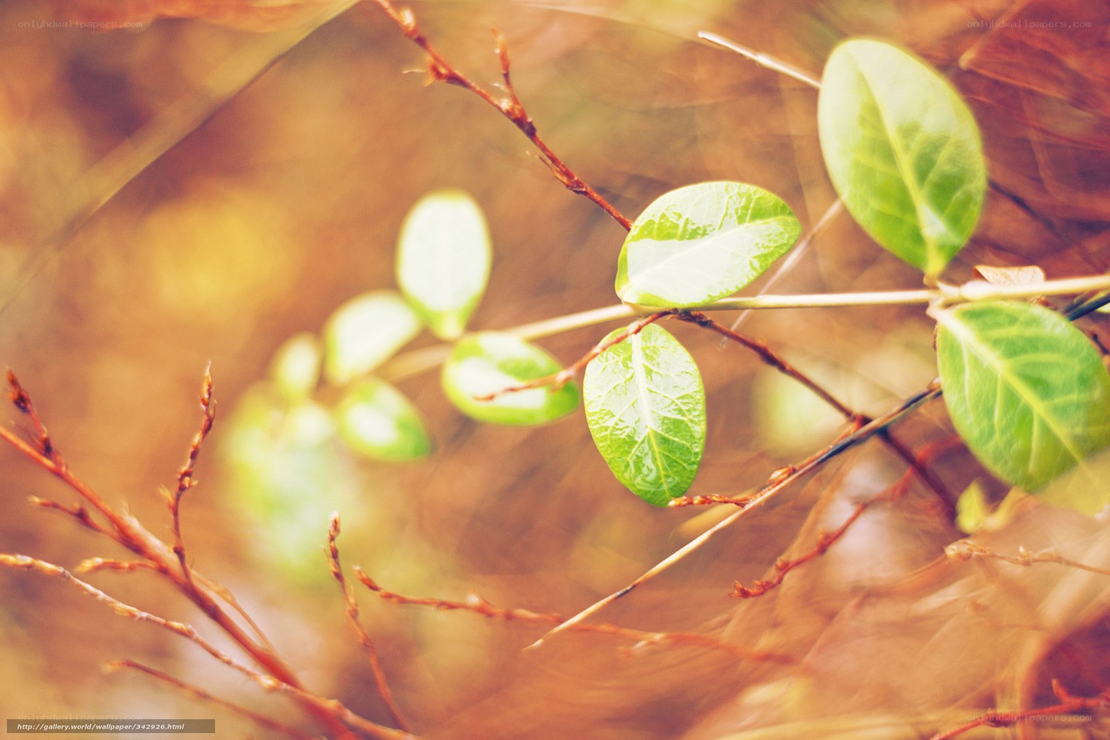 Green Leaves on a Branch