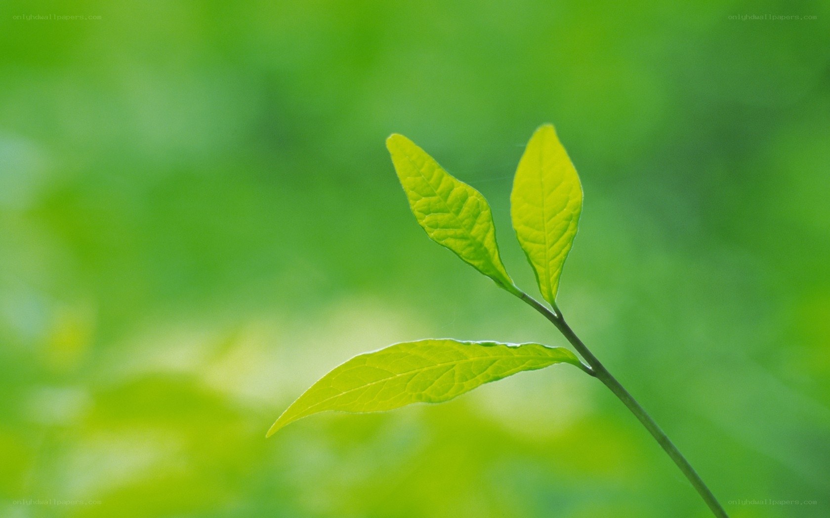 green leaves on a branch