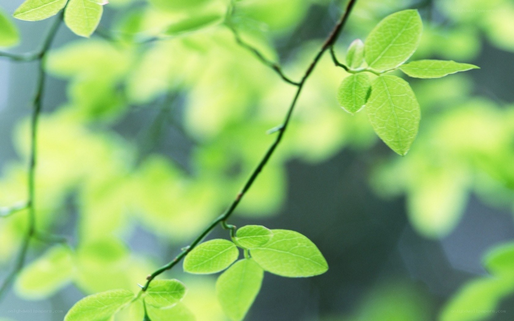 green leaves on a branch