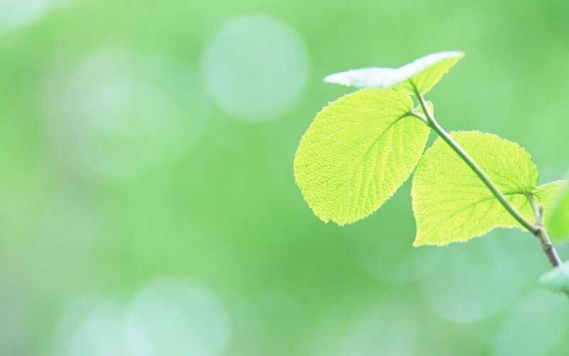 green leaves on a branch