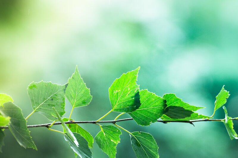 green leaves on a branch