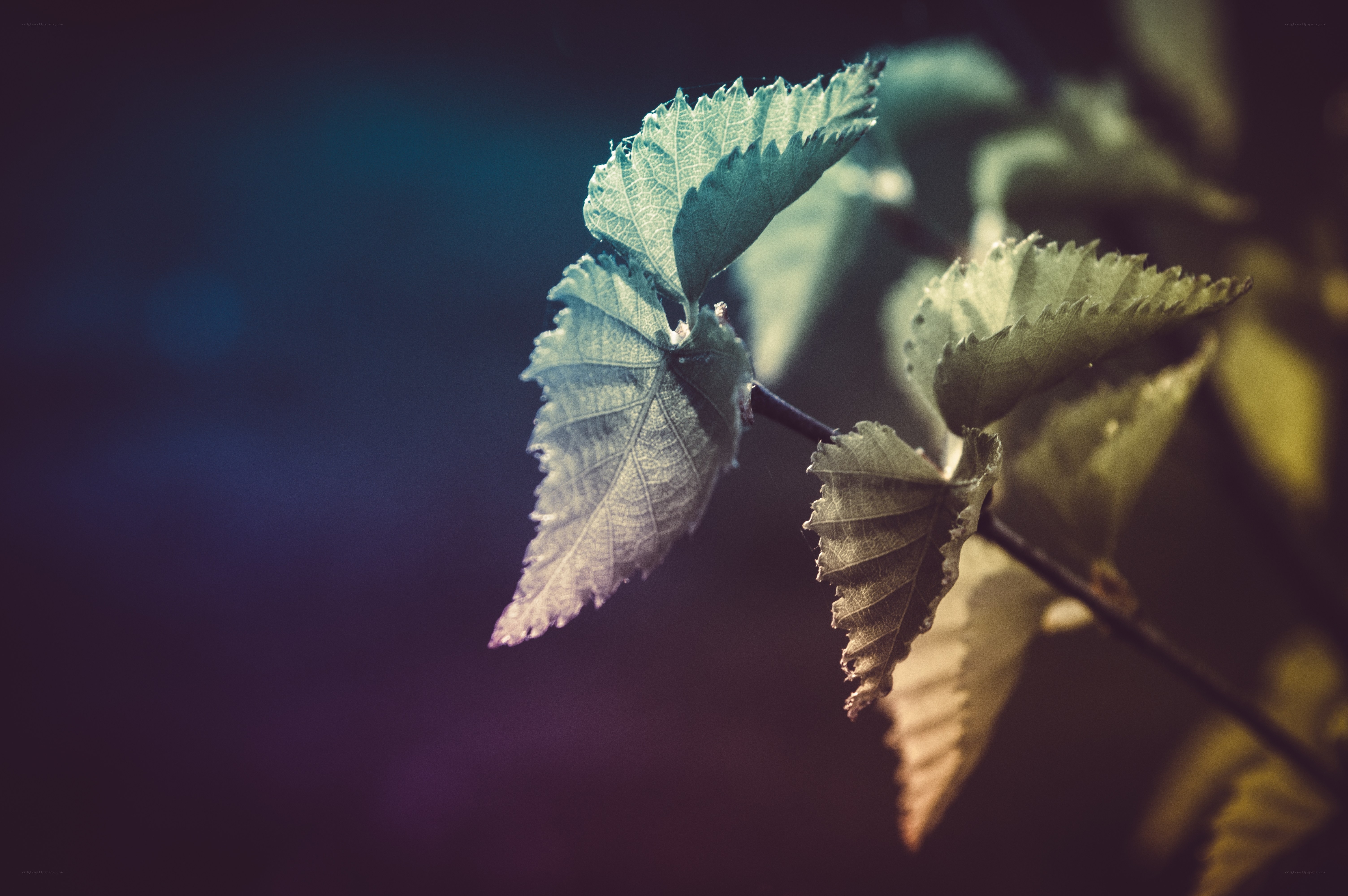 green leaves on a branch