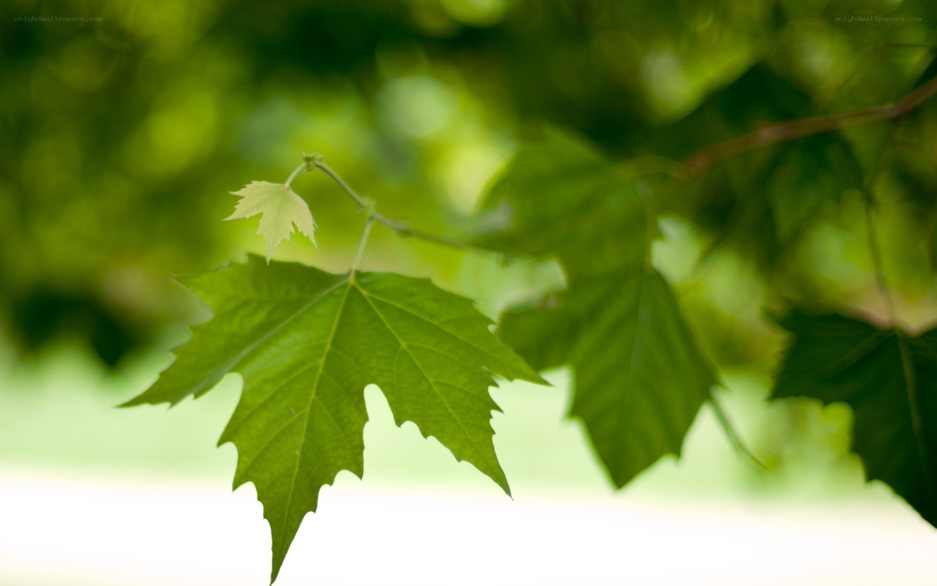 green leaves on a branch