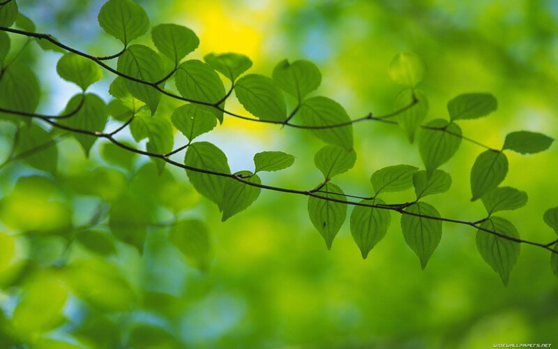 green leaves on a branch