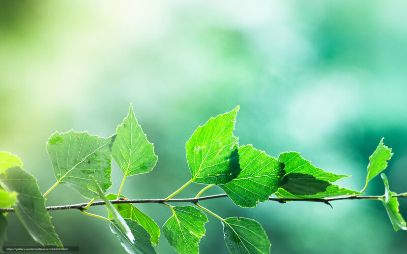 Green leaves on a branch