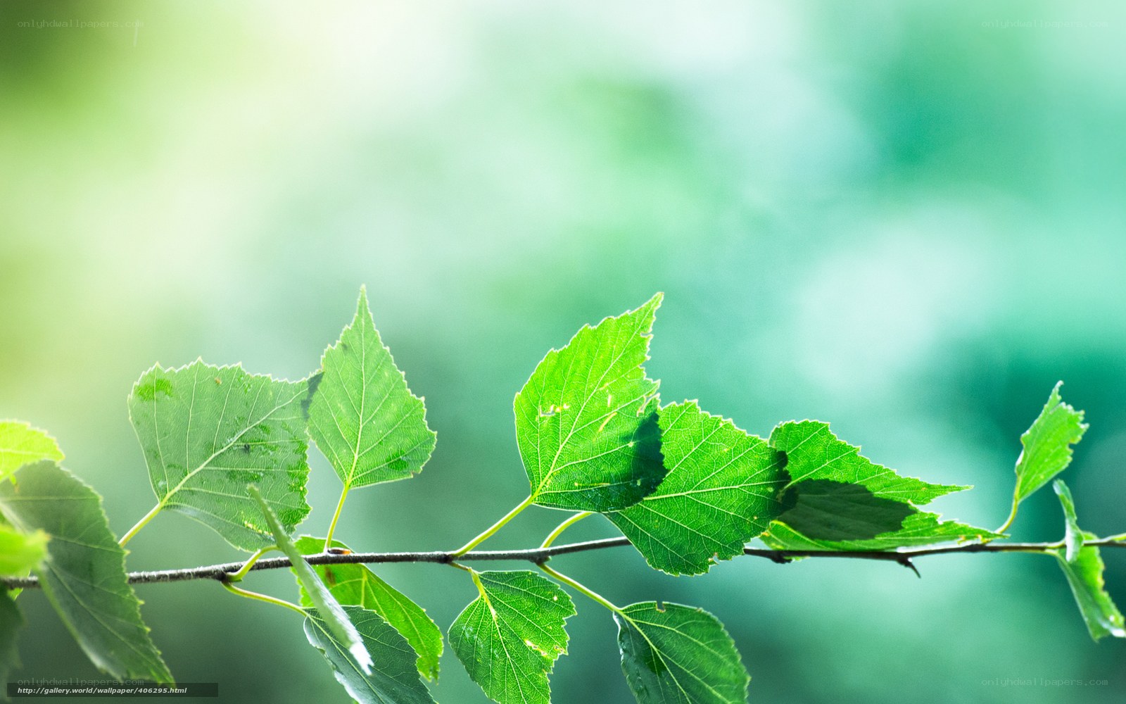 Green leaves on a branch