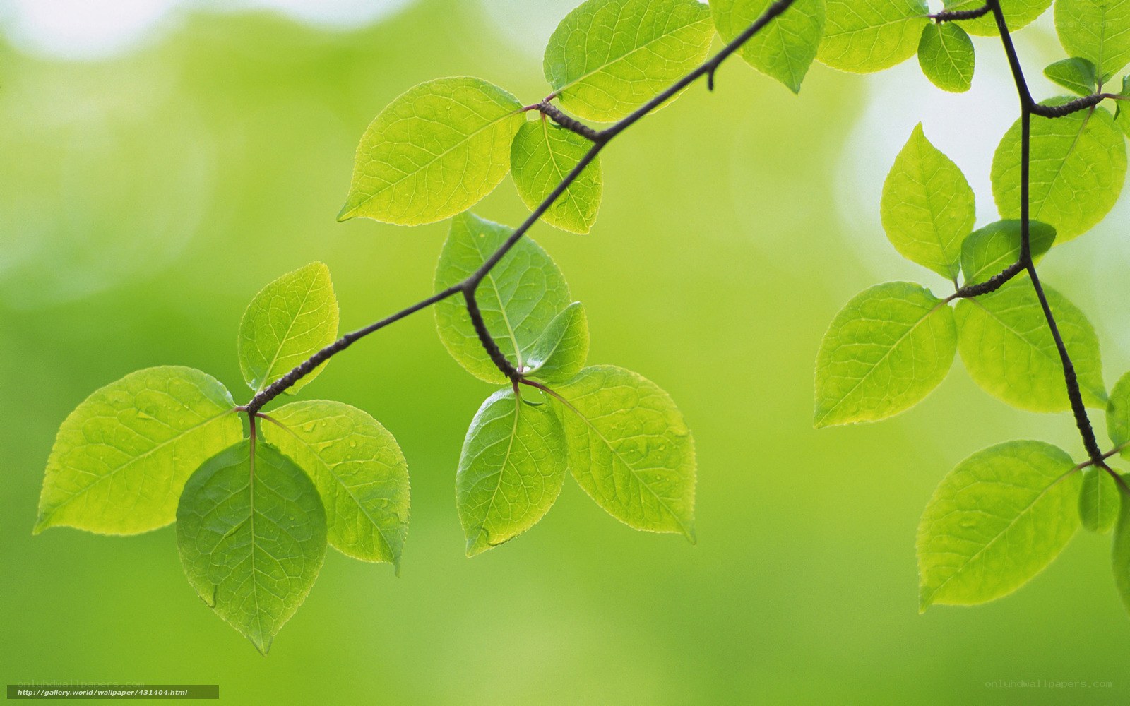 green leaves on a branch