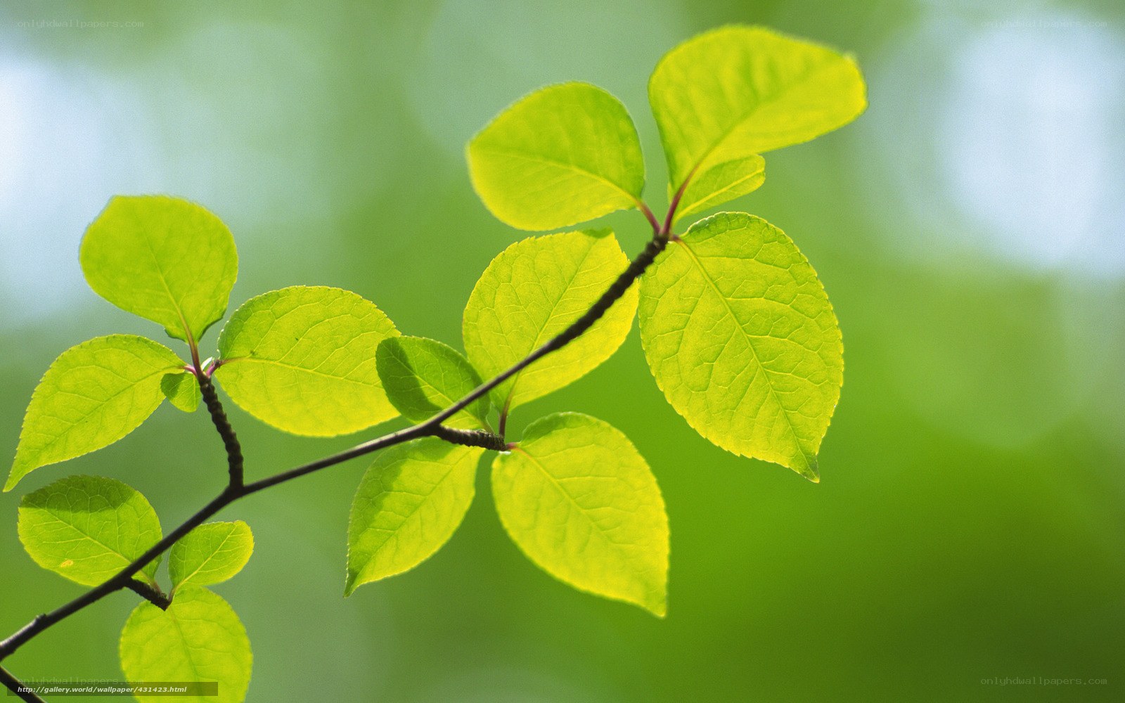 green leaves on a branch