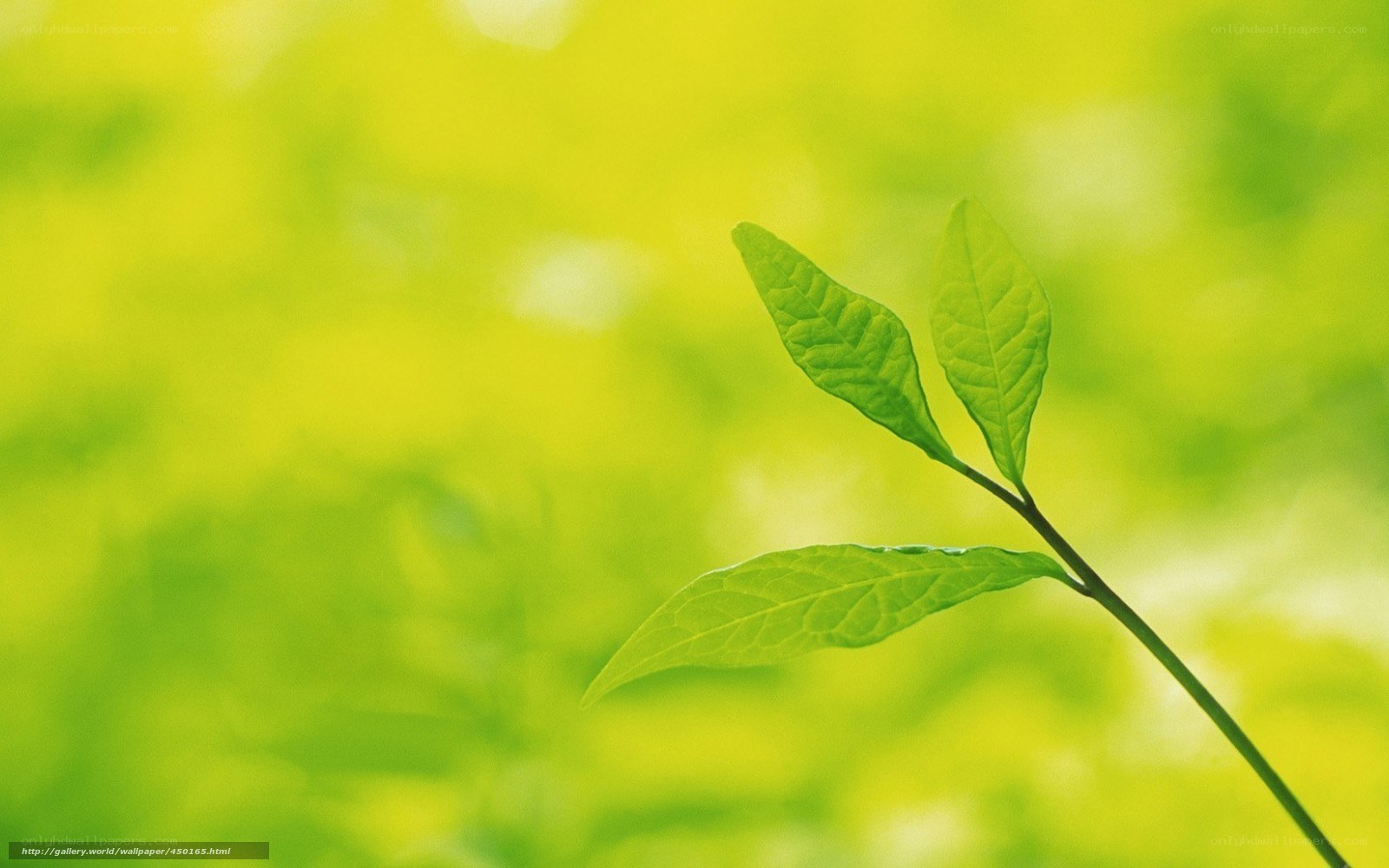 Green leaves on a branch