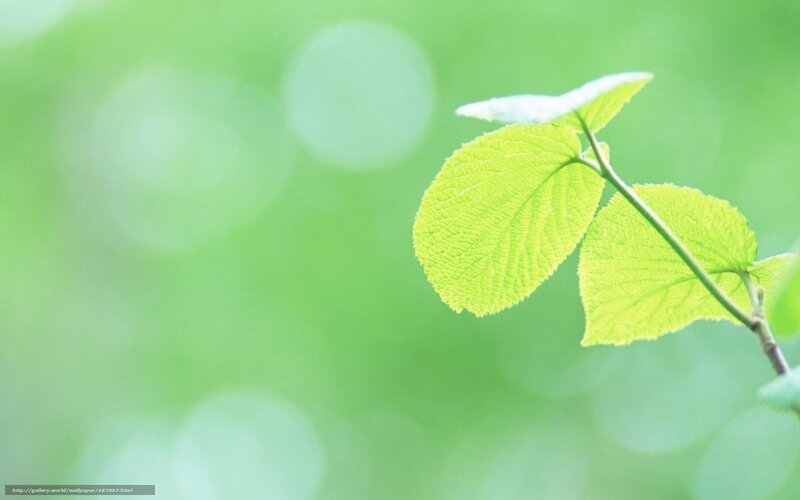 green leaves on a branch